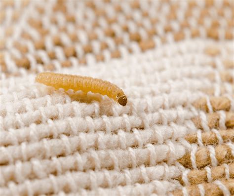 small brown larvae in house.